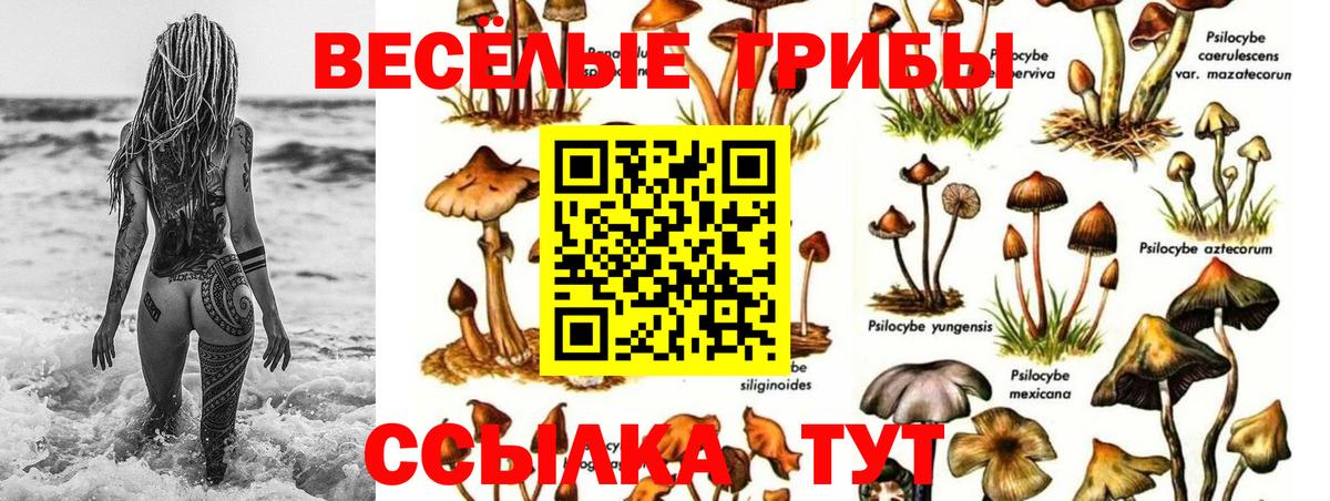 Галлюциногенные грибы GOLDEN TEACHER Славянск-на-Кубани